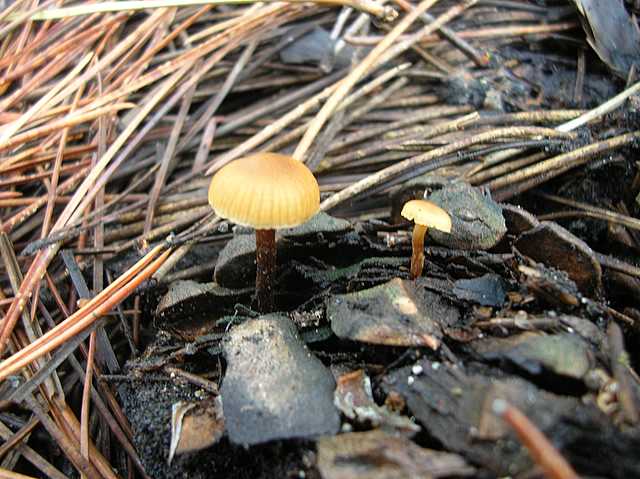 Galerina spec. Cod.: DSCN 2611